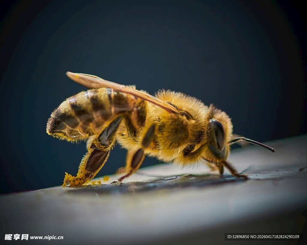 微距下的辛勤小蜜蜂