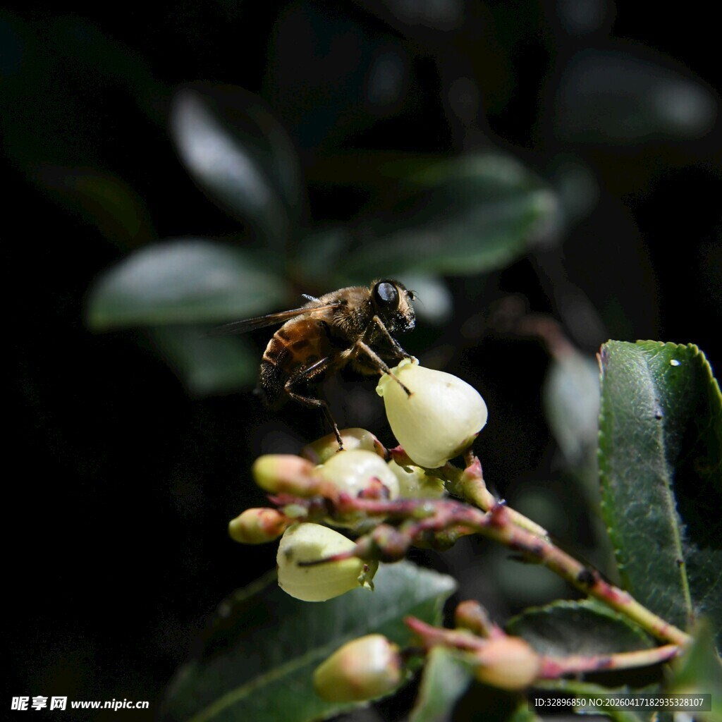 蜜蜂采蜜于白色花朵间