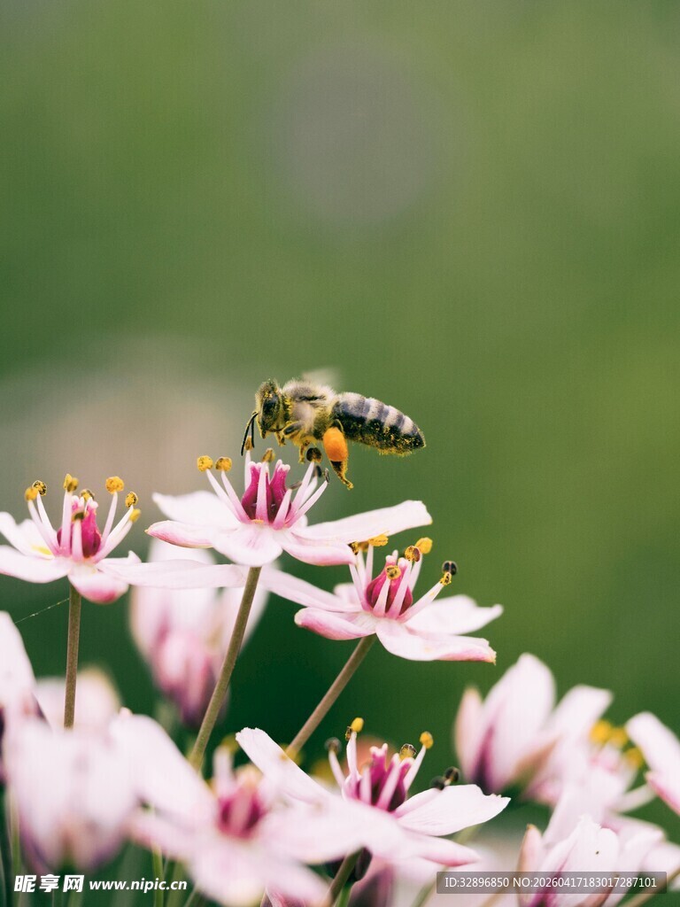 蜜蜂停留在粉色花朵上