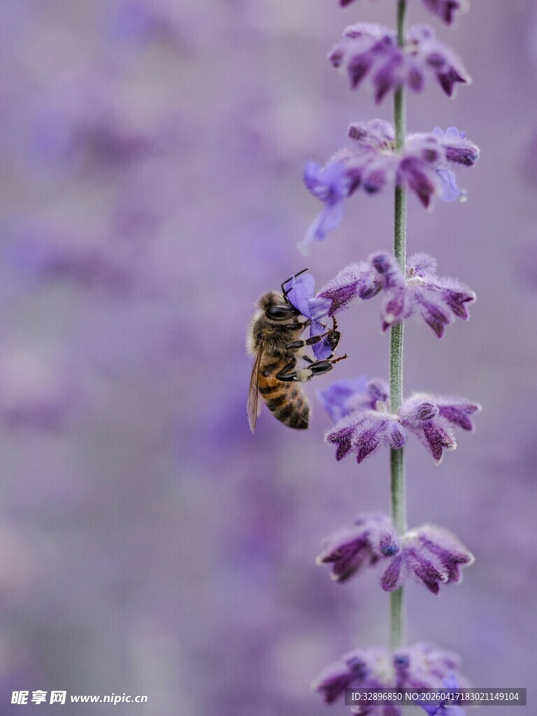 蜜蜂于紫花上采蜜