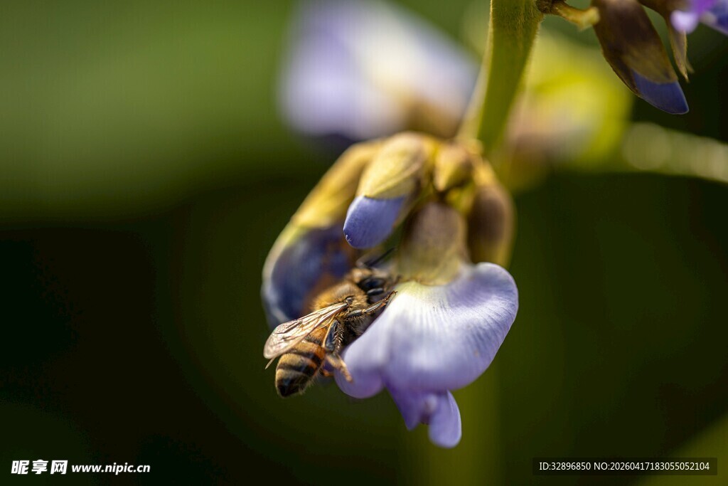 紫花上的蜜蜂特写