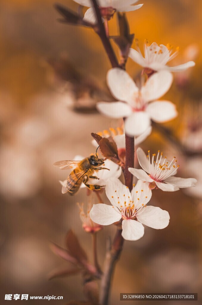 蜜蜂采蜜于绽放花朵间
