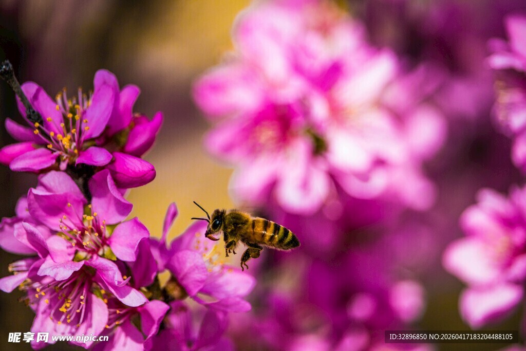 蜜蜂花间采蜜图