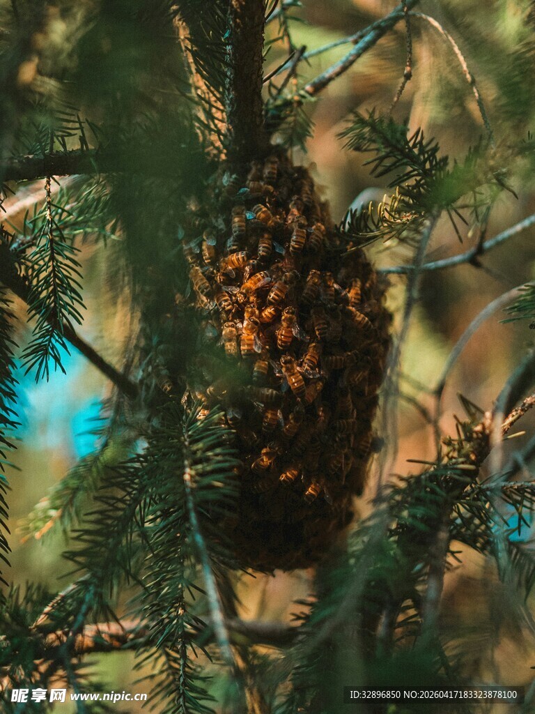 松枝上的饱满松果