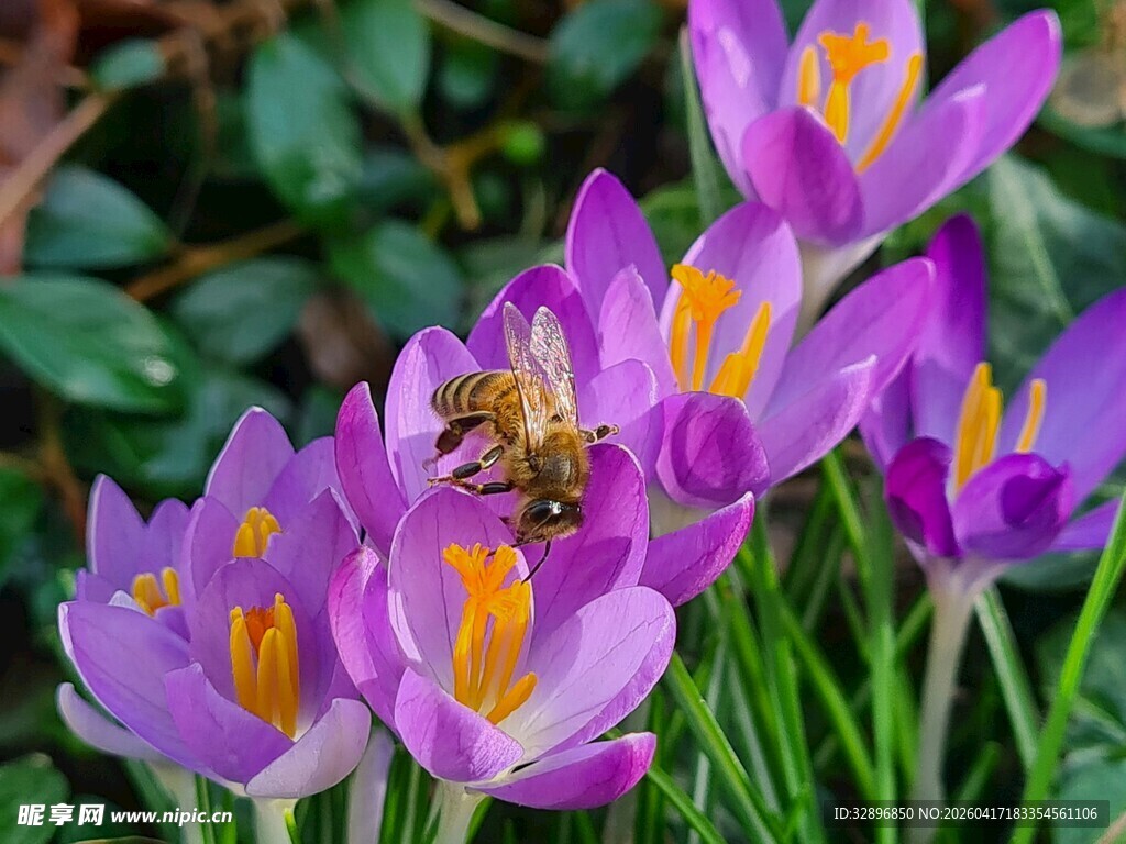 紫番红花上的蜜蜂