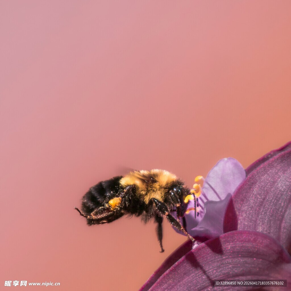 蜜蜂停驻紫色花瓣上