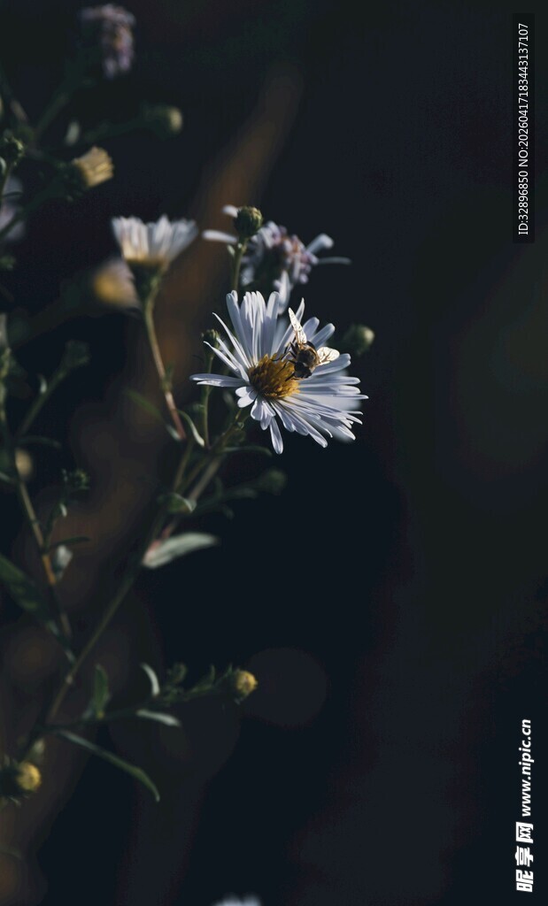 黑暗中绽放的白色小雏菊