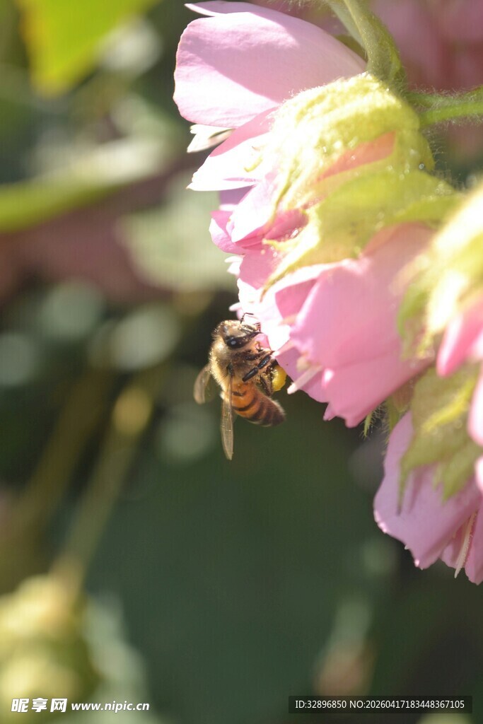 蜜蜂采蜜于娇艳粉花中