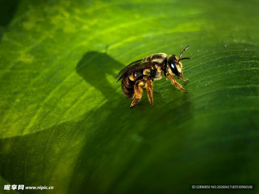 绿叶上的小跳蛛