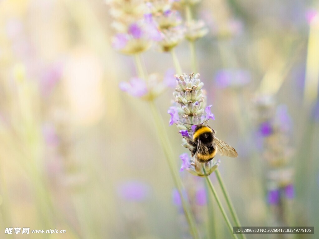 蜜蜂停留在紫色薰衣草上