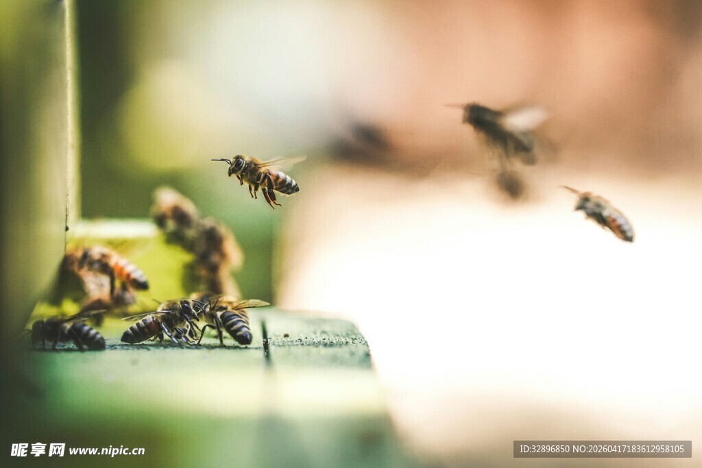 蜜蜂飞舞在绿植间
