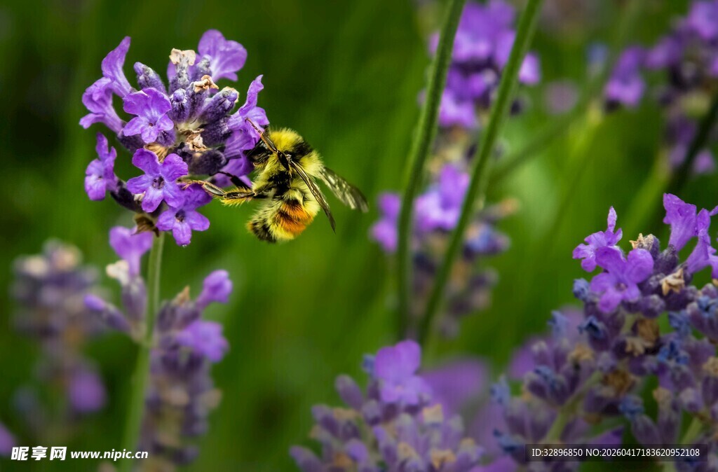 蜜蜂采蜜于紫色薰衣草间