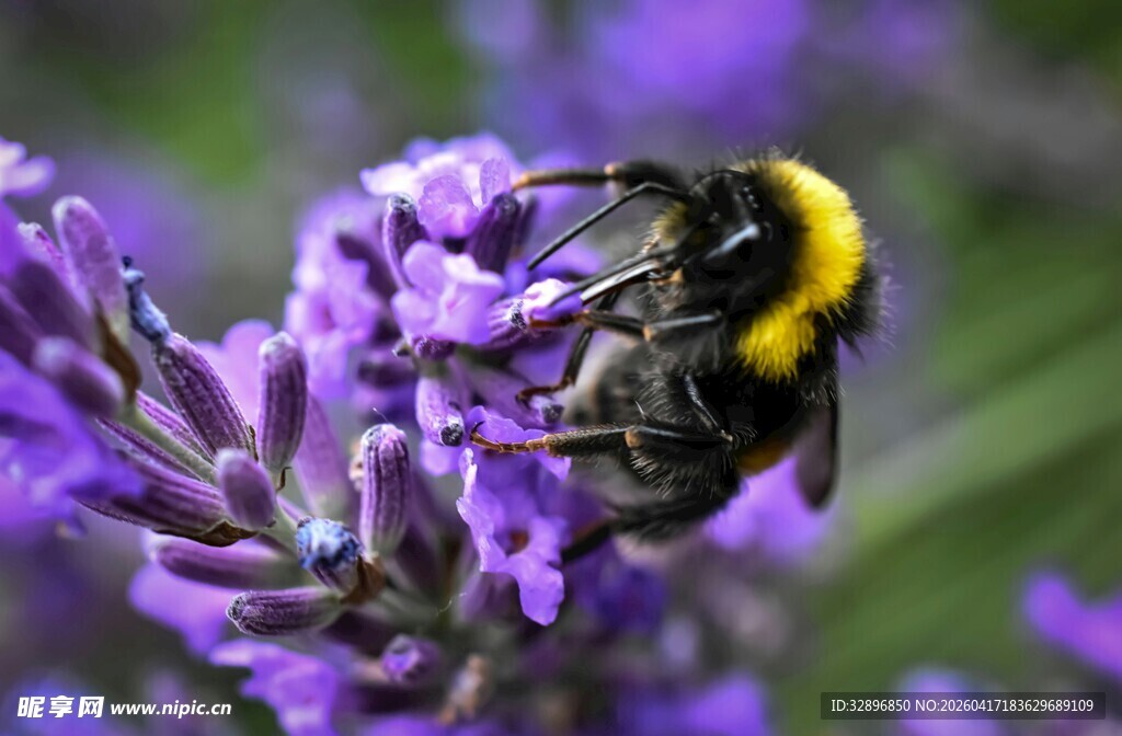 蜜蜂采蜜于紫色薰衣草间