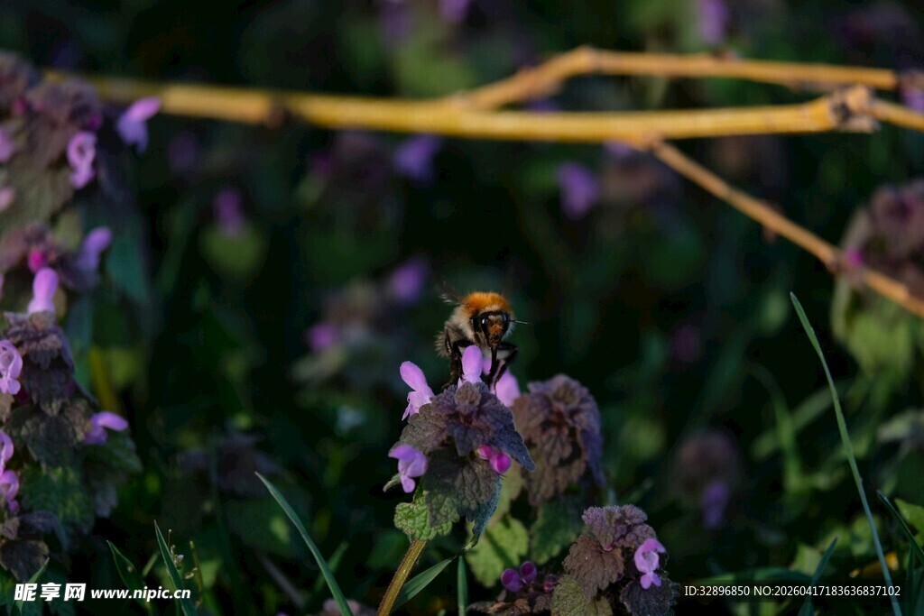 紫色花丛中的瓢虫