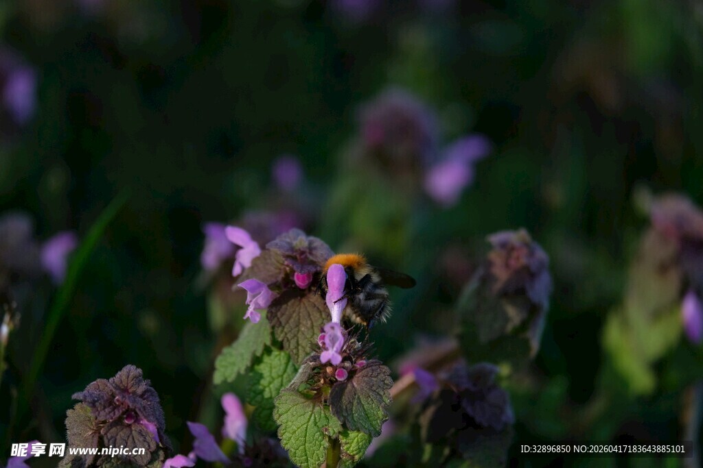 花丛中忙碌的蜜蜂