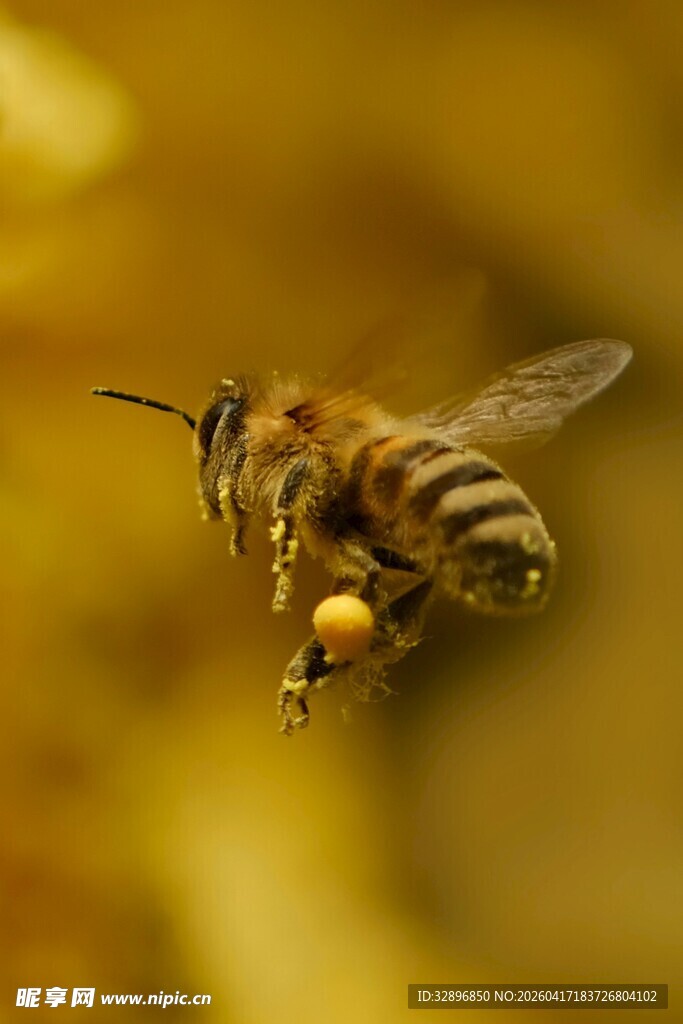 蜜蜂采蜜瞬间