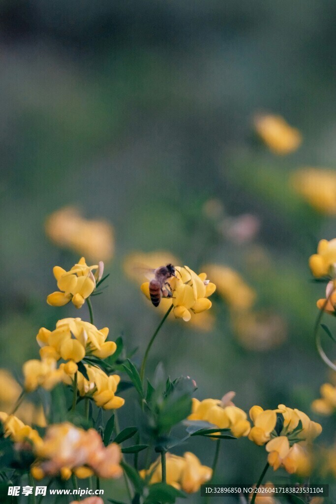 蜜蜂采蜜于黄色小花间