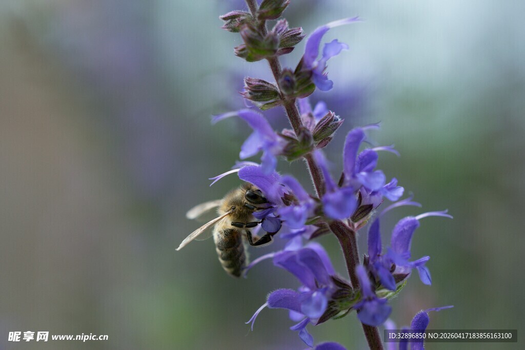 蜜蜂采蜜于紫色花朵间
