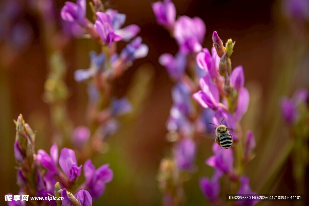 紫色小花绽放的美丽瞬间