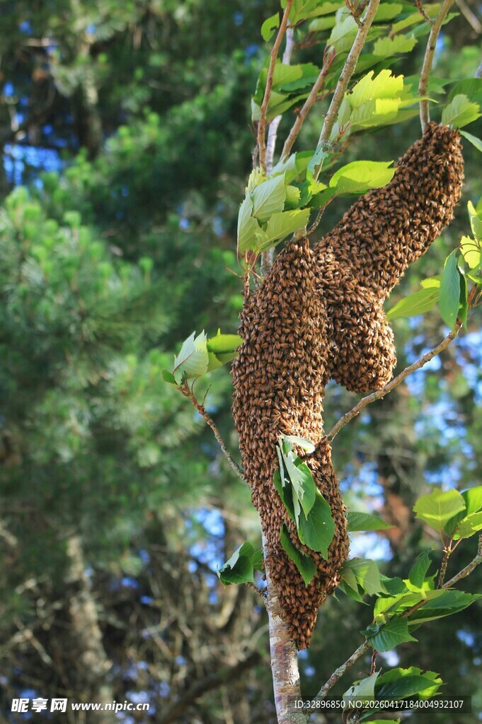 树上群蜂聚集场景