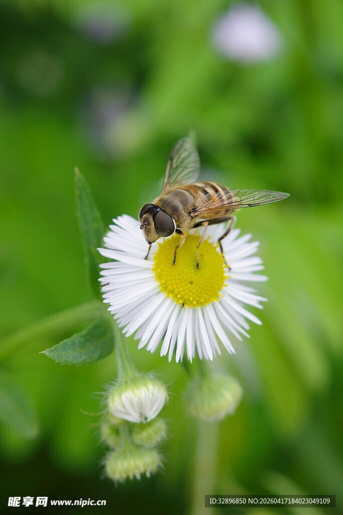 蜜蜂停留在小白花上