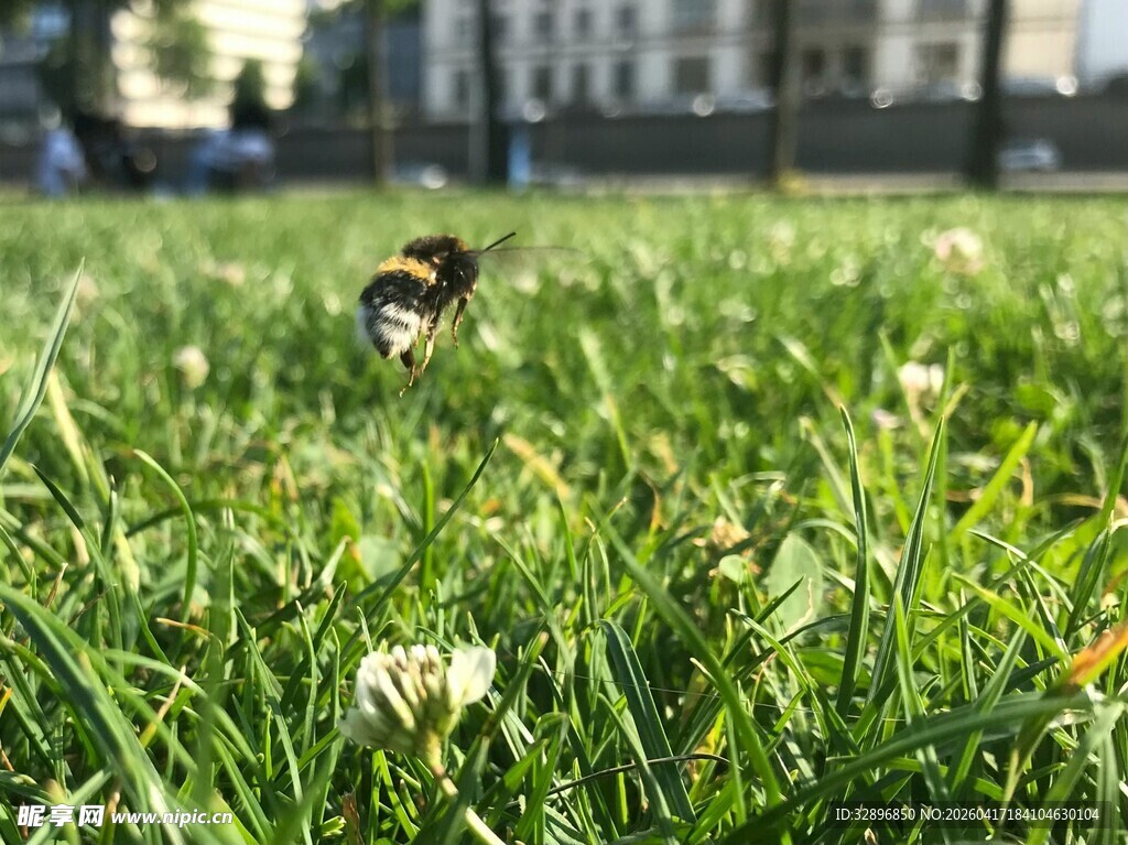 草地上飞舞的美丽蝴蝶
