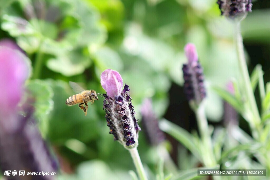 蜜蜂采蜜于紫色薰衣草间