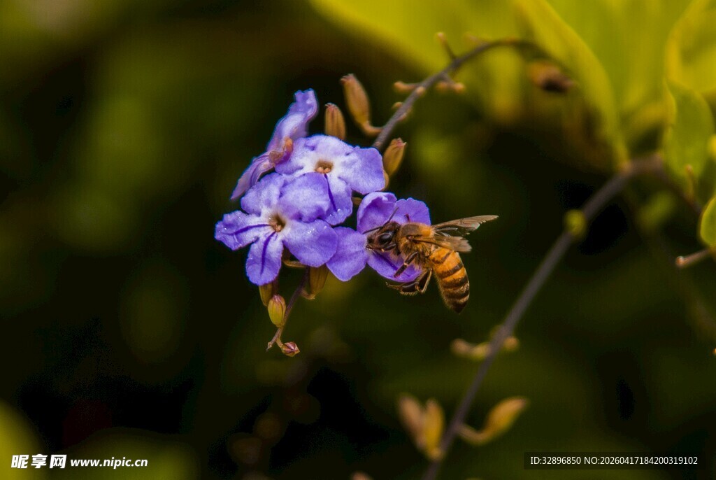 紫花上的忙碌小蜜蜂