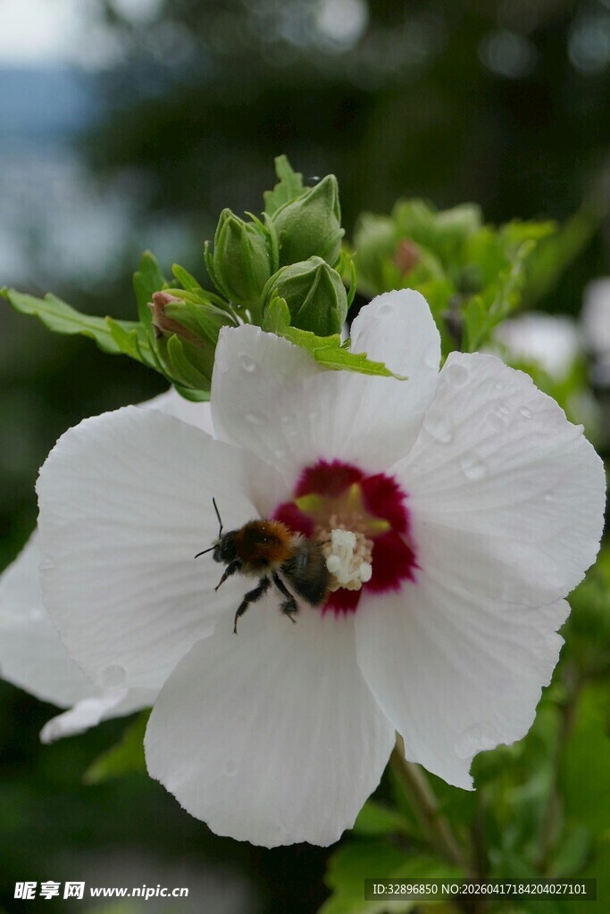 白花朵上的蜜蜂