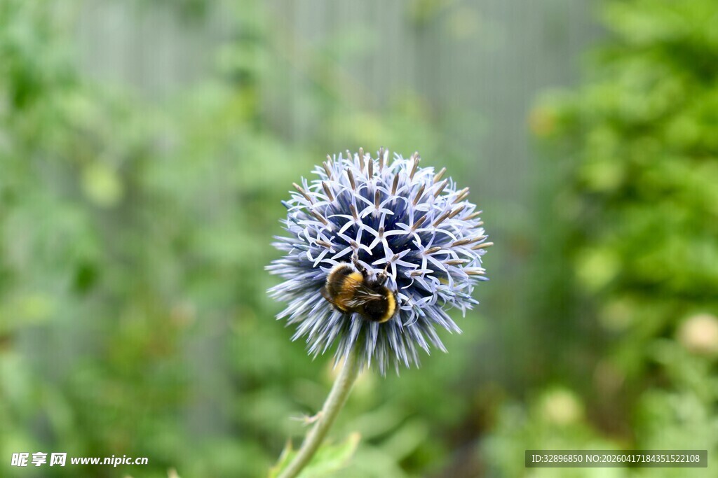 蓝刺头花朵上的蜜蜂