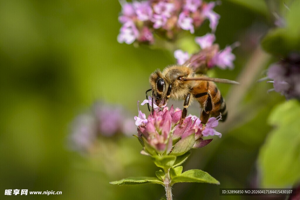 蜜蜂采蜜于芬芳小花间