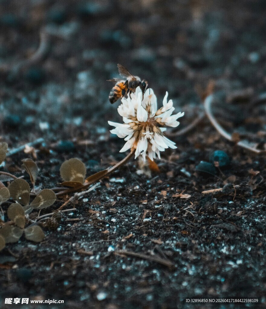地面上绽放的白色小花