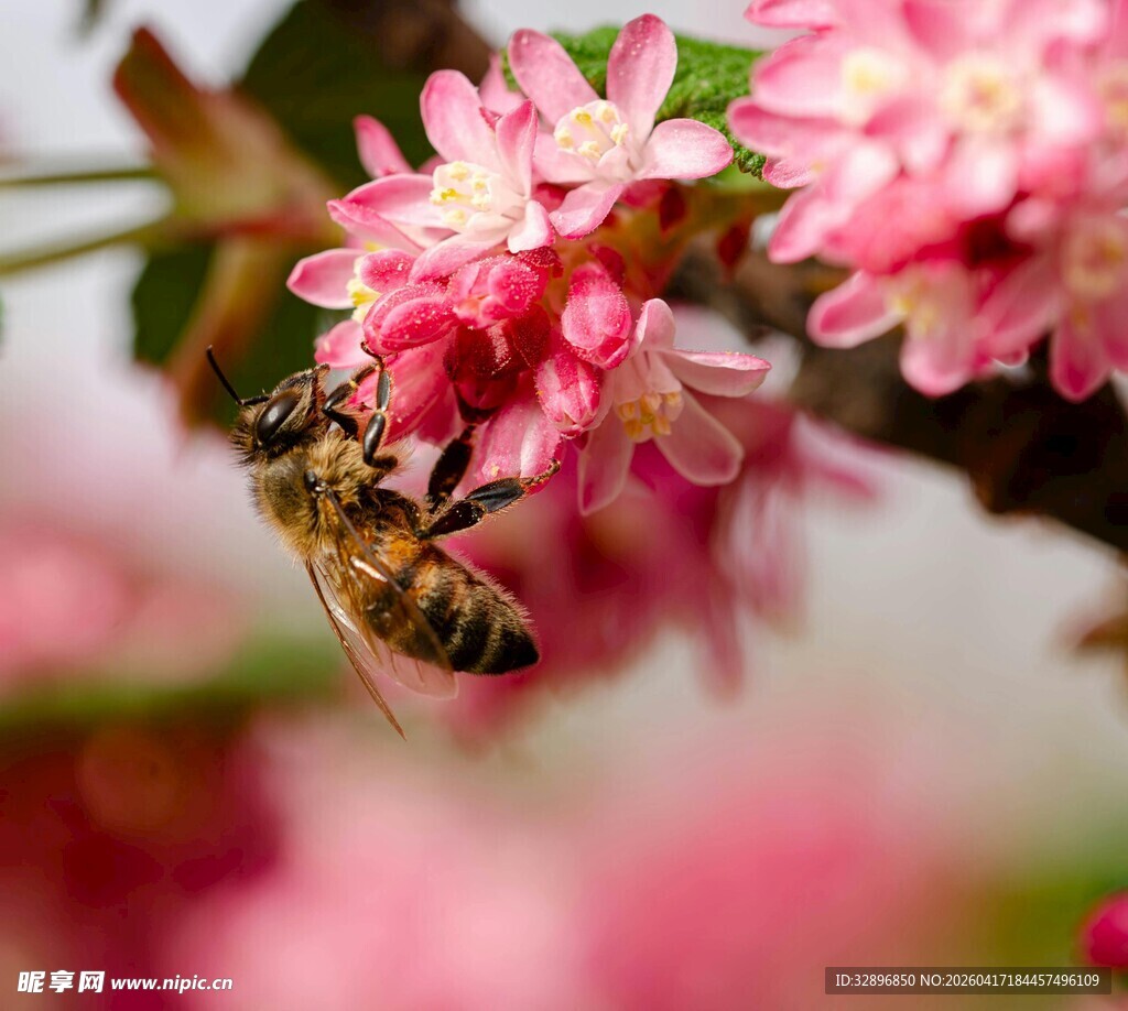 蜜蜂采蜜于娇艳粉花间