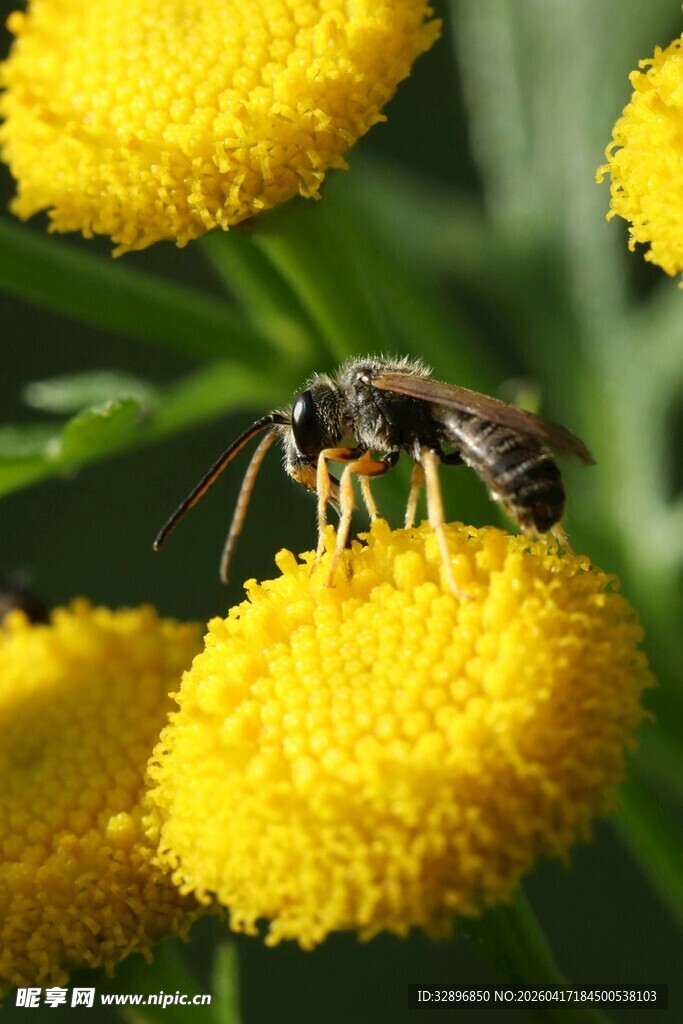 蜜蜂停留在黄色绒球花上