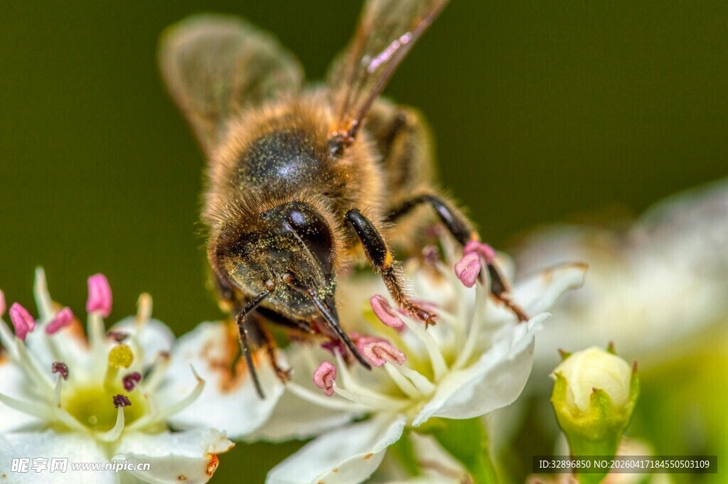 蜜蜂采蜜于繁花间