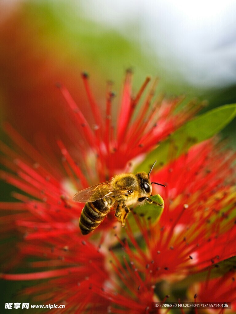 蜜蜂停驻在鲜艳红花上