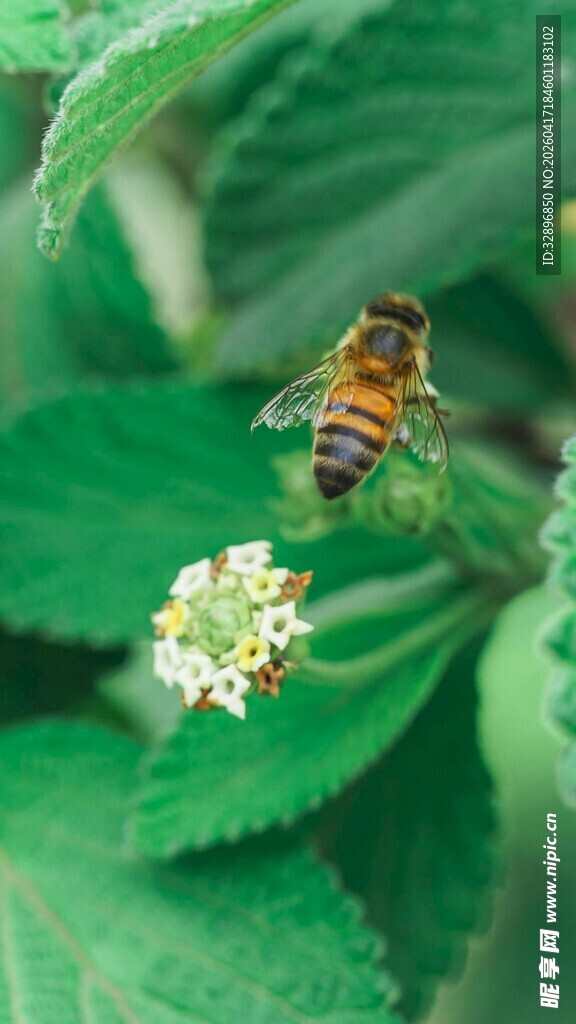 蜜蜂采蜜于绿叶白花间