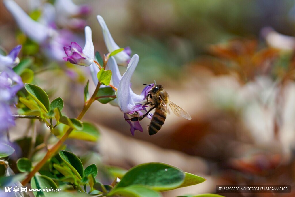 蜜蜂花间采蜜瞬间