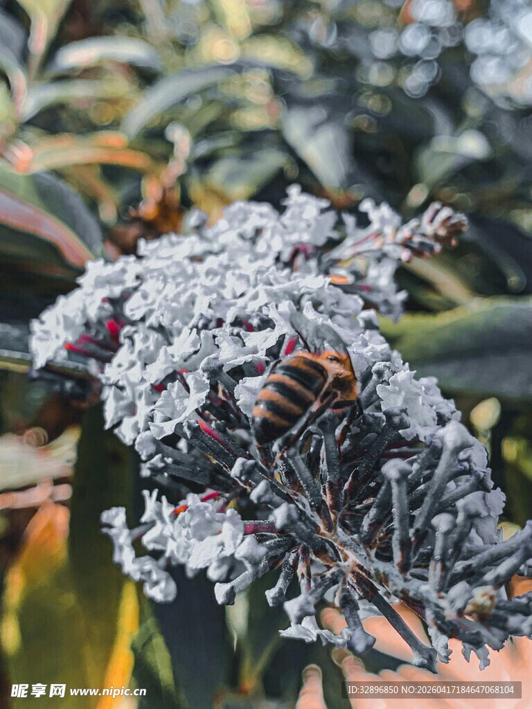 蜜蜂停在覆霜植物上