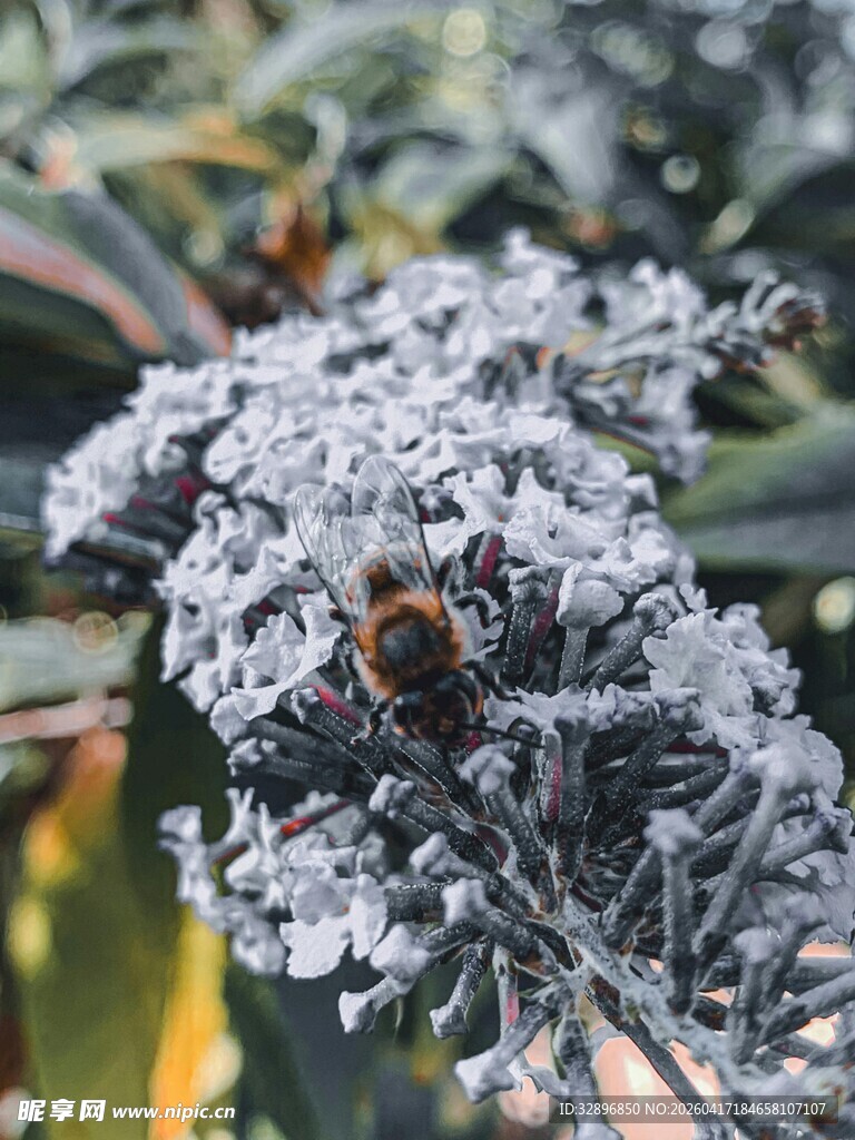蜜蜂停驻在覆霜植物上