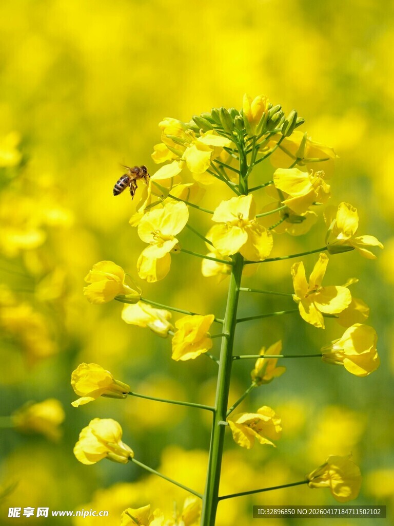 油菜花上的蜜蜂