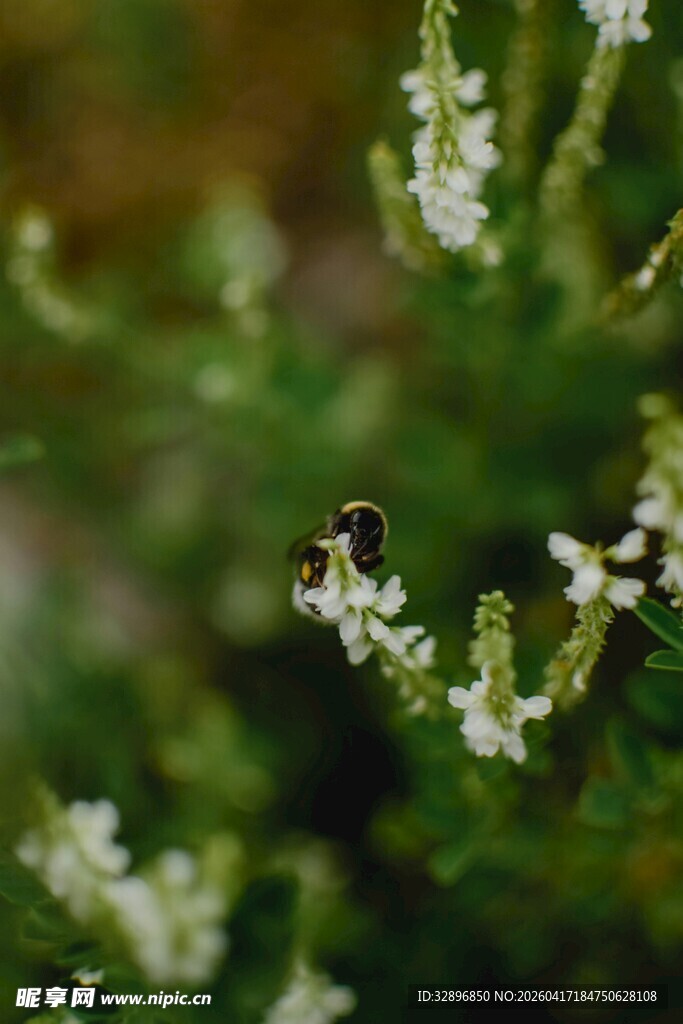 白色小花特写