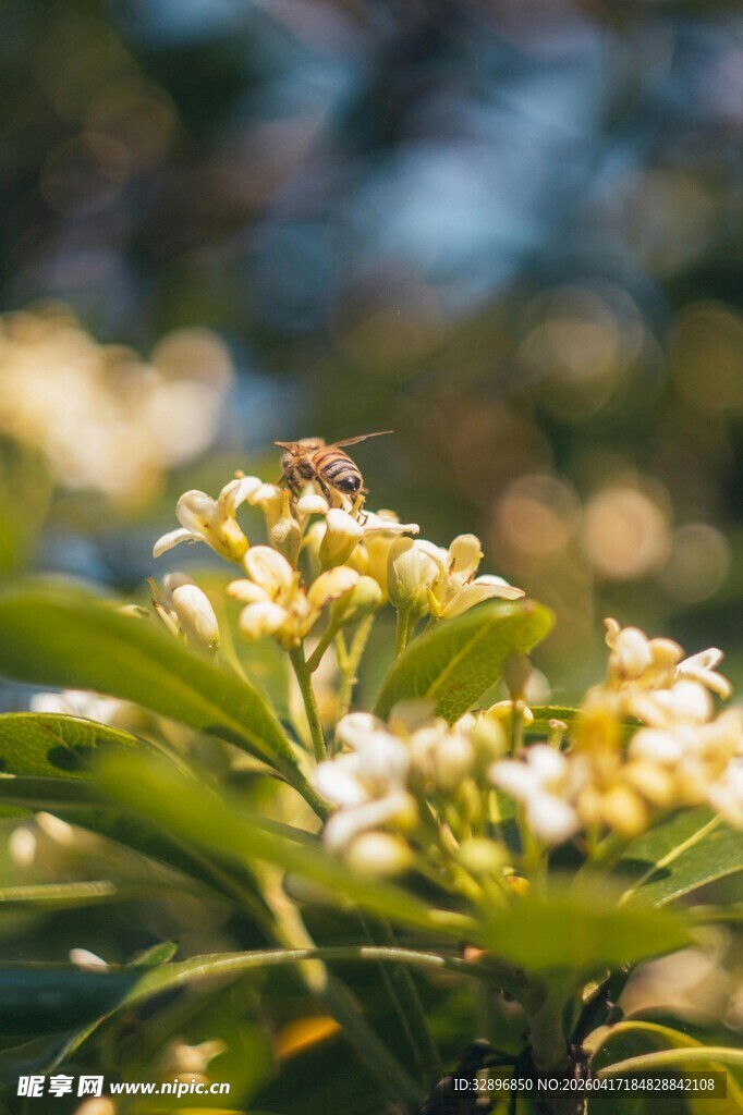绽放的清新花卉特写