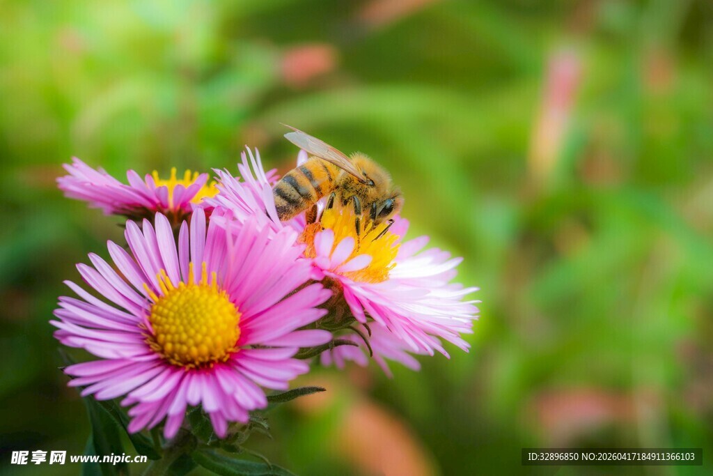 蜜蜂采蜜于绚烂紫菀花