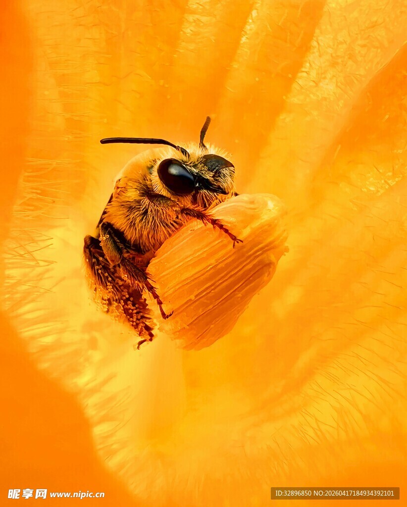蜜蜂于橙花中采蜜