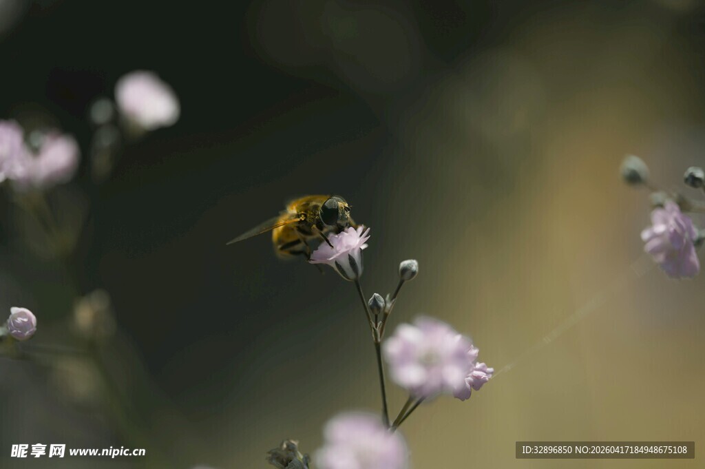 蜜蜂花间采蜜瞬间