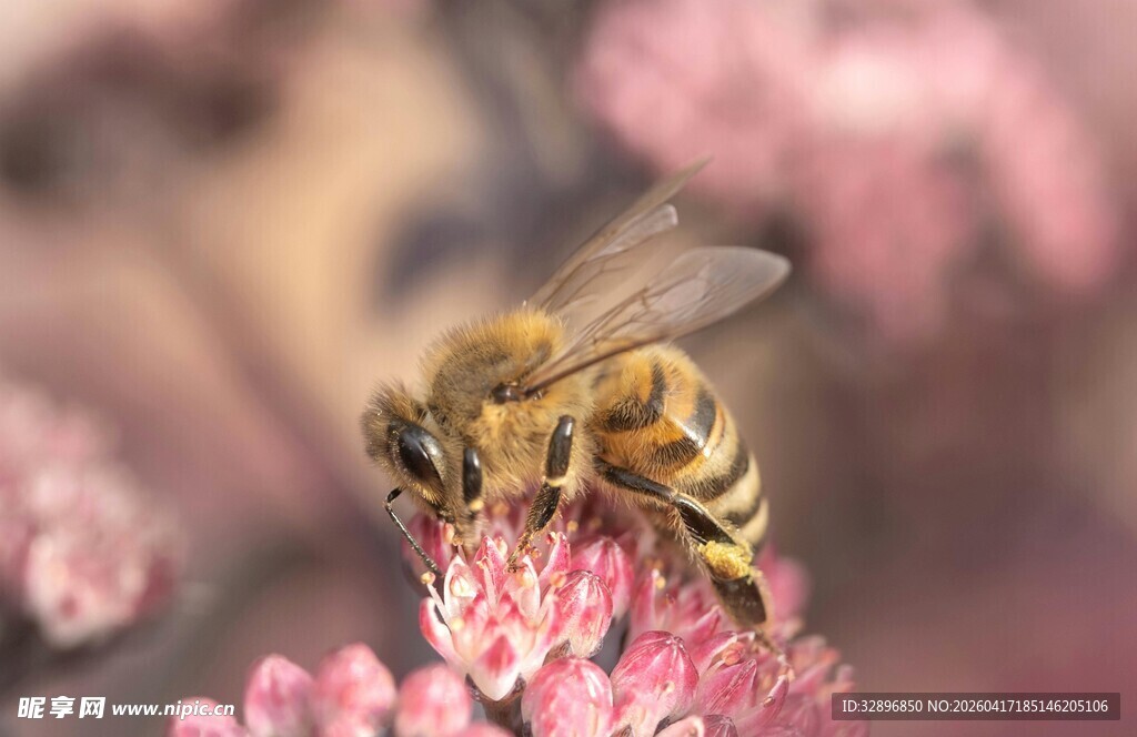 蜜蜂采蜜于粉嫩花朵间