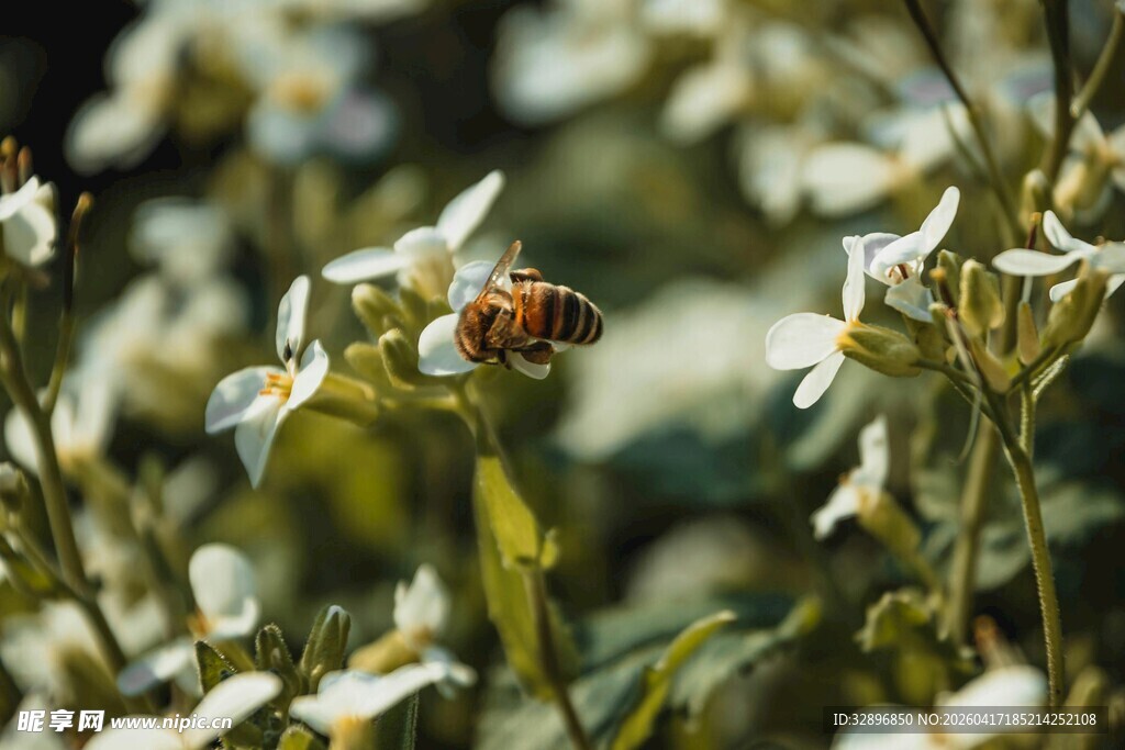 蜜蜂采蜜于白色花丛间