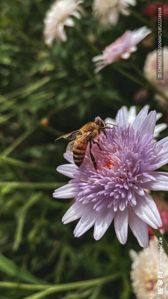 蜜蜂停留在紫色花朵上