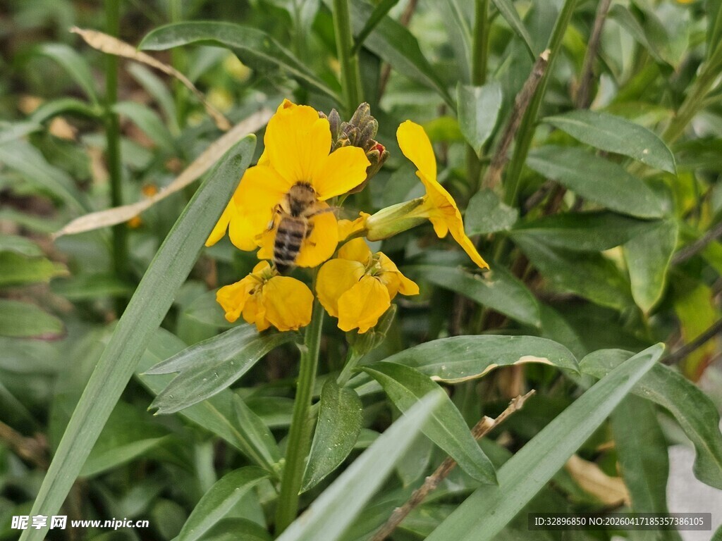黄色小花间停驻的蜜蜂